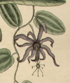 Catesby Botanical