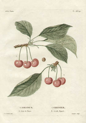 Redoute Cherries