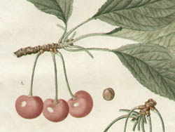 Redoute Cherries