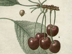 Redoute Cherries