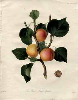 Apricot print