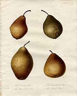 Pear print