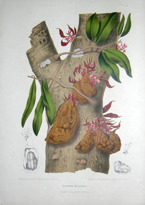 Hoola van Nooten Botanicals