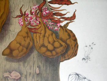 Hoola van Nooten Botanicals