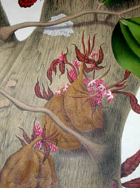 Hoola van Nooten Botanicals