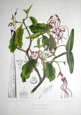 Hoola van Nooten Botanicals