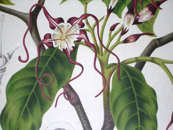 Hoola van Nooten Botanicals