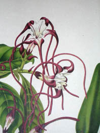 Hoola van Nooten Botanicals