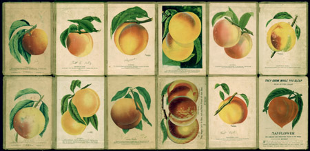 promotional peach advertisement