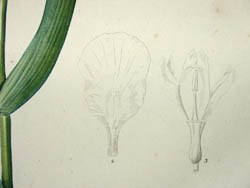 Redoute Iris