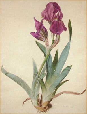 Riefel iris watercolor