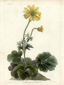 Roscoe Botanicals