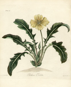 Roscoe Botanicals
