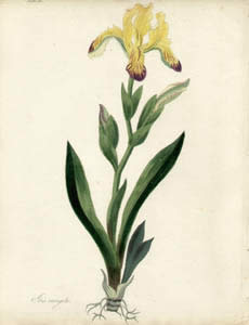 Roscoe Botanicals