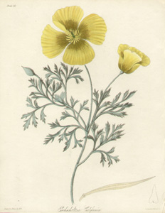 Roscoe Botanicals