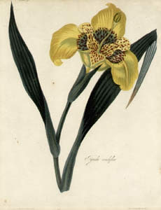 Roscoe Botanicals
