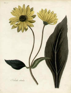 Roscoe Botanicals