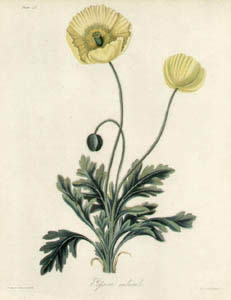 Roscoe Botanicals