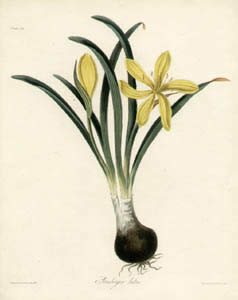 Roscoe Botanicals