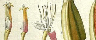 detail: fruit