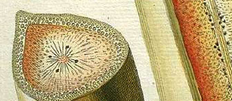 detail: fruit