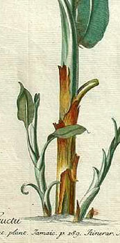 detail: trunk