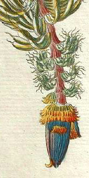 detail: flower
