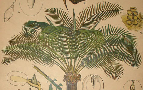 Sago Palm