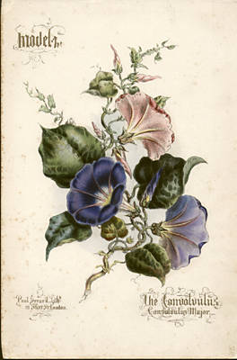 Convolvulus Major