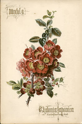 Cydonia Japonica