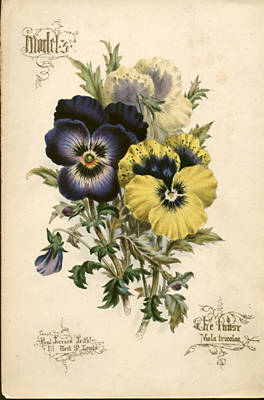 Viola Tricolor