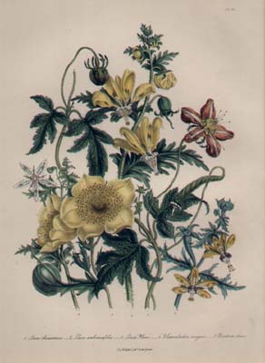 Floral Print