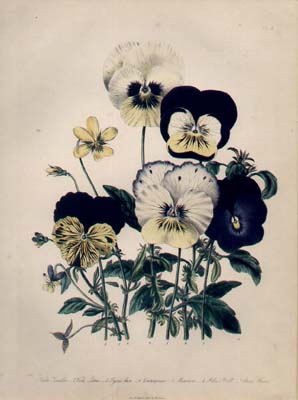 Floral Print