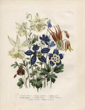 Aquilegia Bouquet