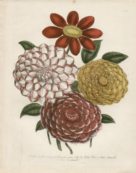 Dahlia etc Bouquet