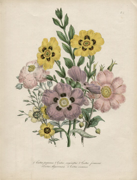 Cistus Bouquet