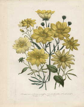Coreopois Bouquet