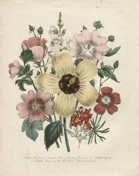 Hibiscus Lavatera Nuttallia Bouquet