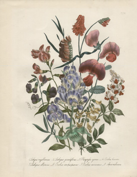 Lathyrus Bouquet