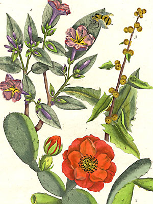detail