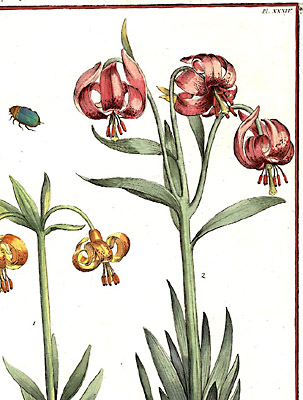 detail