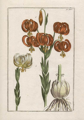 Rabel Lilies