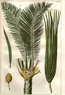 Palm Tree Specimens, Tab. XXV