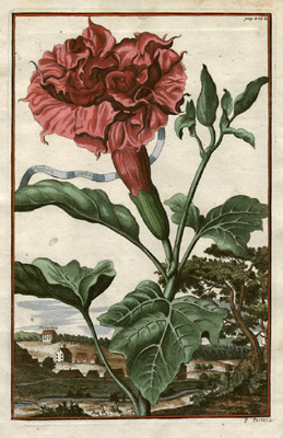 Datura Aegyptia