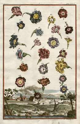 Flowers