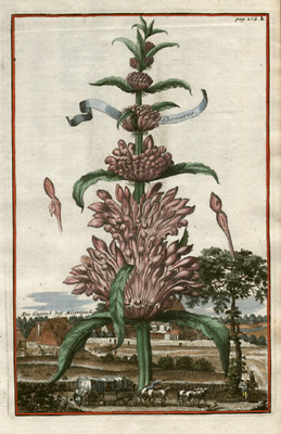 Leonurus