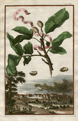 Pistaccia