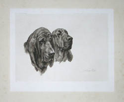Maud Earl British Hounds and Gun Dogs