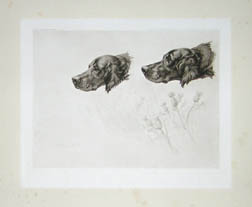 Maud Earl British Hounds and Gun Dogs