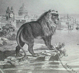 Lion Detail